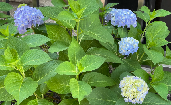 Green plant with seeds